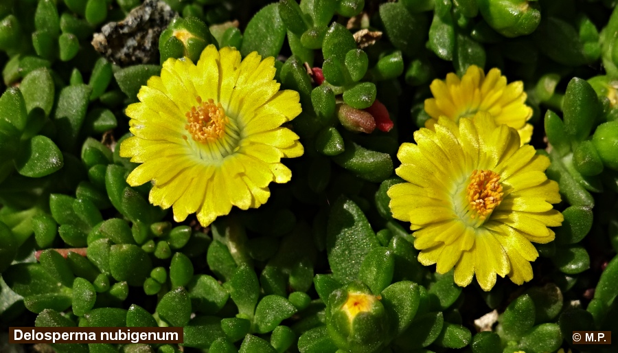 Delosperma nubigenum